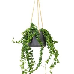 Patt Hanging Plant Pot - Black Washed 22 Patt Hanging Plant Pot - Black Washed -PlantVibe Shop Aeschynanthus Rasta Lipstick Plant 15x40cm Patt Hanging Plant Pot Black Washed 20x17cm f6089cf4 a50d 4baf b1b2 c85c694b1977