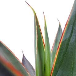 Agave Shaka Zulu -PlantVibe Shop Agave Shaka Zulu 15x25cm 2