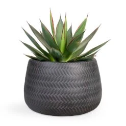 Agave Shaka Zulu -PlantVibe Shop Agave Shaka Zulu 15x25cm Angle Darcy Plant Pot Anthracite 24x16cm 127ac9dd 3d6f 4c51 a227 021b24db930a
