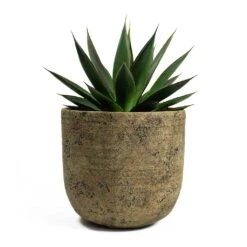 Agave Shaka Zulu -PlantVibe Shop Agave Shaka Zulu Dian Plant Pot Camel