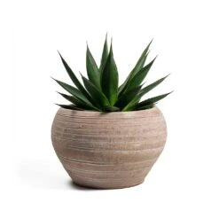 Agave Shaka Zulu -PlantVibe Shop Agave Shaka Zulu Ina Plant Pot Terracotta