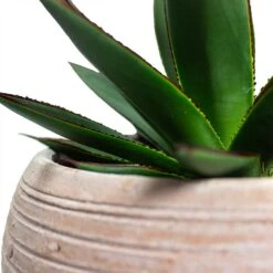 Agave Shaka Zulu -PlantVibe Shop Agave Shaka Zulu Ina Plant Pot Terracotta Close Up