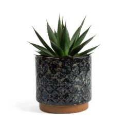 Agave Shaka Zulu -PlantVibe Shop Agave Shaka Zulu Mees Plant Pot Vintage Black