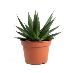 Agave Shaka Zulu -PlantVibe Shop Agave Shaka Zulu 337c8064 5f50 4416 b377 d0268833ee72
