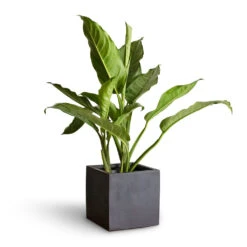 Fleur Natural Planter - Black -PlantVibe Shop Aglaonema B.J. Freedman Chinese Evergreen 17x70cm Fleur Natural Planter Black 20x20x20cm 3