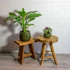 Tradescantia Zebrina - Inch Plant -PlantVibe Shop Aglaonema B.J. Freedman Chinese Evergreen Tradescantia zebrina Inch Plant mischa green plant pot 481e7330 55a0 4ed4 9c3f 7860584d04ab