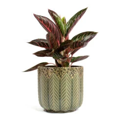 Aglaonema Chocolate - Chinese Evergreen -PlantVibe Shop Aglaonema Chocolate Chinese Evergreen Cecil Plant Pot Taupe