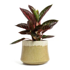 Aglaonema Chocolate - Chinese Evergreen -PlantVibe Shop Aglaonema Chocolate Chinese Evergreen Jorrit Plant Pot Camel