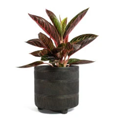Aglaonema Chocolate - Chinese Evergreen -PlantVibe Shop Aglaonema Chocolate Chinese Evergreen Nola Plant Pot Shiny Brown