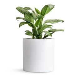 Puk Essentials Planter - Matt White 17 Puk Essentials Planter - Matt White -PlantVibe Shop Aglaonema Christina Chinese Evergreen 14x35cm Puk Planter Matt White 20x20cm 80db27b0 006a 484a a301 31a752032fd8