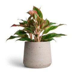 Patt Plant Pot - Grey Washed -PlantVibe Shop Aglaonema Crete Chinese Evergreen 12x25cm Patt Plant Pot Grey Washed 17x14cm f39e2768 c6d7 47d0 b311 796d43a3a28c