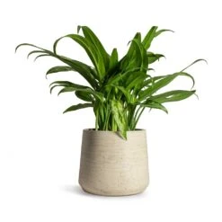 Patt Plant Pot - Grey Washed -PlantVibe Shop Aglaonema Cutlass Chinese Evergreen Houseplant 12x35cm Patt Plant Pot Grey Washed 17x14cm 4292a086 d7ac 4acc a727 25b570ee996f