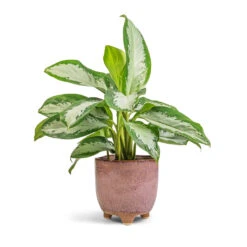 Aglaonema Diamond Bay - Chinese Evergreen -PlantVibe Shop Aglaonema Diamond Bay Chinese Evergreen 17x55cm Kaat Plant Pot Old Pink 20x20cm
