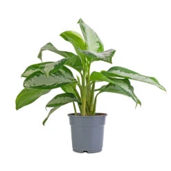 Aglaonema Diamond Bay - Chinese Evergreen -PlantVibe Shop Aglaonema Diamond Bay Chinese Evergreen 17x55cm 08d6ab0b 081a 4463 a8bf 9795e35ae969