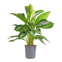 Aglaonema Diamond Bay - Chinese Evergreen -PlantVibe Shop Aglaonema Diamond Bay Chinese Evergreen 21x50cm