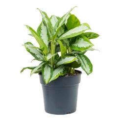 Aglaonema Diamond Bay - Chinese Evergreen -PlantVibe Shop Aglaonema Diamond Bay Chinese Evergreen 30cm