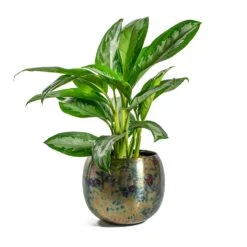 Aglaonema Diamond Bay - Chinese Evergreen -PlantVibe Shop Aglaonema Diamond Bay Chinese Evergreen Kian Metal Plant Pots Set of 3 Large Sky Burn