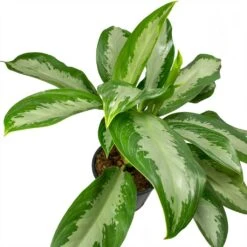Aglaonema Diamond Bay - Chinese Evergreen -PlantVibe Shop Aglaonema Diamond Bay Chinese Evergreen Leaves