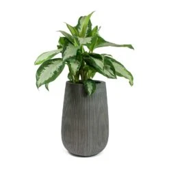 Aglaonema Diamond Bay - Chinese Evergreen -PlantVibe Shop Aglaonema Diamond Bay Chinese Evergreen Patt High Plant Vase Ridged Dark Grey 99381b0b 421d 4304 b9db a920ab7fc167
