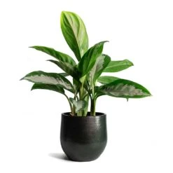 Aglaonema Diamond Bay - Chinese Evergreen -PlantVibe Shop Aglaonema Diamond Bay Zembla Plant Pot 53270ff1 8c6a 4e2f 9522 926d241138ee