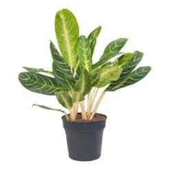 Aglaonema Key Lime - Chinese Evergreen -PlantVibe Shop Aglaonema Key Lime Chinese Evergreen 27cm