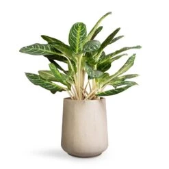 Raindrop Tube High Round Planter - Stone -PlantVibe Shop Aglaonema Key Lime Chinese Evergreen 27x75cm Raindrop Tube High Round Planter Stone 37x42cm d116fc81 21fd 4680 bfb8 396d78381839