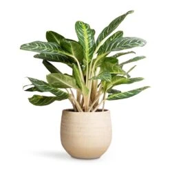 Aglaonema Key Lime - Chinese Evergreen -PlantVibe Shop Aglaonema Key Lime Chinese Evergreen 27x75cm Ryan Plant Pot Sand Gold 36x32cm