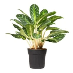 Aglaonema Key Lime - Chinese Evergreen -PlantVibe Shop Aglaonema Key Lime Chinese Evergreen 27x80cm