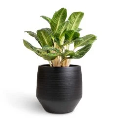 Aglaonema Key Lime - Chinese Evergreen -PlantVibe Shop Aglaonema Key Lime Chinese Evergreen 27x80cm Norell Plant Pot Black 42x38cm
