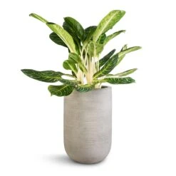 Cody Plant Vase - Ridged Cement 14 Cody Plant Vase - Ridged Cement -PlantVibe Shop Aglaonema Key Lime Chinese Evergreen Cody Plant Vase Ridged Cement 35x55cm
