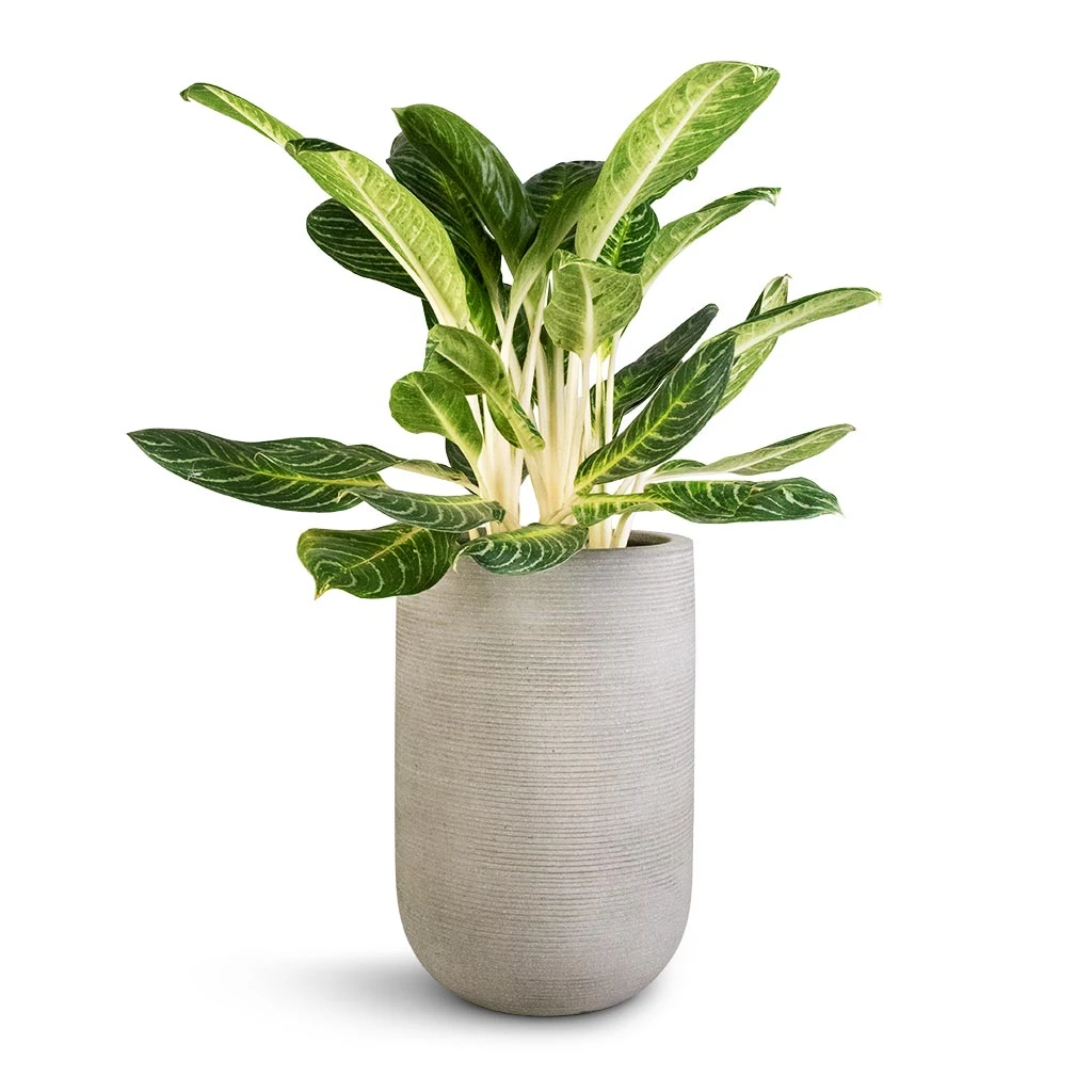 Cody Plant Vase - Ridged Cement 4 Cody Plant Vase - Ridged Cement - Image 4