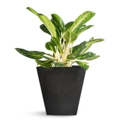 Aglaonema Key Lime - Chinese Evergreen -PlantVibe Shop Aglaonema Key Lime Chinese Evergreen Ella Artstone Plant Pot Black 45x45x45cm