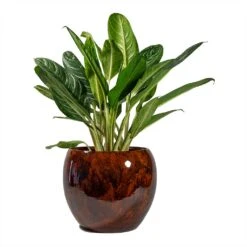 Aglaonema Key Lime - Chinese Evergreen -PlantVibe Shop Aglaonema Key Lime Chinese Evergreen Kae Plant Pot Cayenne