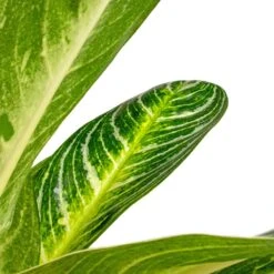 Aglaonema Key Lime - Chinese Evergreen -PlantVibe Shop Aglaonema Key Lime Chinese Evergreen SWATCH