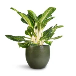 Aglaonema Key Lime - Chinese Evergreen -PlantVibe Shop Aglaonema Key Lime Chinese Evergreen Zembla Plant Pot Green 35x32cm