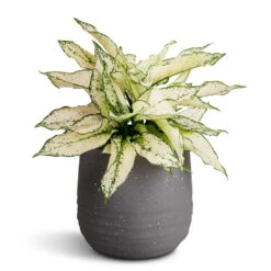Aurora Terrazzo Handle Plant Pot - Slate -PlantVibe Shop Aglaonema Kiwi Chinese Evergreen 19x45cm Aurora Terrazzo Handle Plant Pot Slate 22x21cm