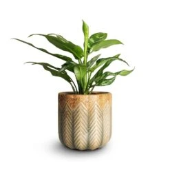 Aglaonema Maria - Chinese Evergreen -PlantVibe Shop Aglaonema Maria Chinese Evergreen 14x30cm Cecil Plant Pot Taupe 18x17cm emma