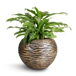 Luxe Lite Wrinkle Globe Planter - Bronze -PlantVibe Shop Aglaonema Maria Chinese Evergreen 17x50cm Luxe Lite Wrinkle Globe Planter Bronze 28x20cm