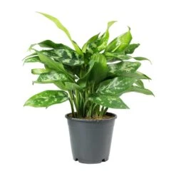 Aglaonema Maria - Chinese Evergreen -PlantVibe Shop Aglaonema Maria Chinese Evergreen