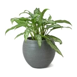 Abby Ball Plant Pot - Ridged Dark Grey -PlantVibe Shop Aglaonema Maria Christina Chinese Evergreen Abby Ball Plant Pot Dark Grey b1d19f5c 4653 4e35 ab1f 840c290d3c8f