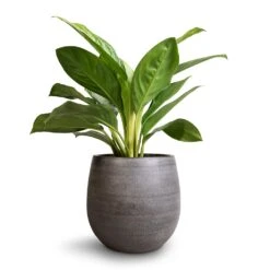 Aglaonema Silver Bay - Chinese Evergreen 14 Aglaonema Silver Bay - Chinese Evergreen -PlantVibe Shop Aglaonema Silver Bay Chinese Evergreen 14x45cm Esra Plant Pot Mystic Grey 22x20cm