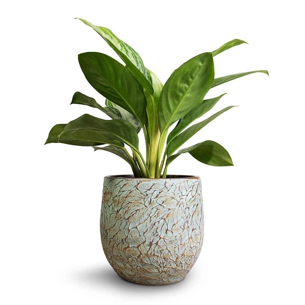 Aglaonema Silver Bay - Chinese Evergreen 1 Aglaonema Silver Bay - Chinese Evergreen