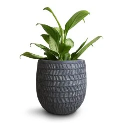 Aglaonema Silver Bay - Chinese Evergreen 18 Aglaonema Silver Bay - Chinese Evergreen -PlantVibe Shop Aglaonema Silver Bay Chinese Evergreen 14x45cm Kinza Planter Anthracite 20x20cm