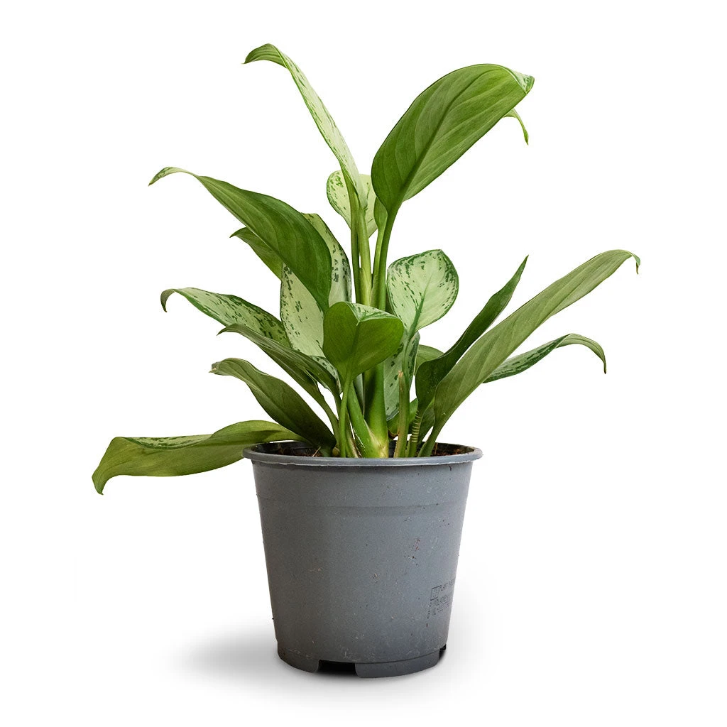 Aglaonema Silver Bay - Chinese Evergreen 5 Aglaonema Silver Bay - Chinese Evergreen - Image 5