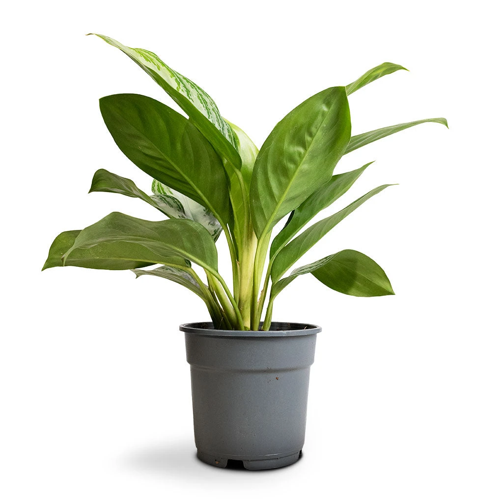Aglaonema Silver Bay - Chinese Evergreen 3 Aglaonema Silver Bay - Chinese Evergreen - Image 3