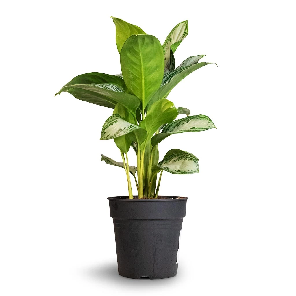 Aglaonema Silver Bay - Chinese Evergreen 9 Aglaonema Silver Bay - Chinese Evergreen - Image 9