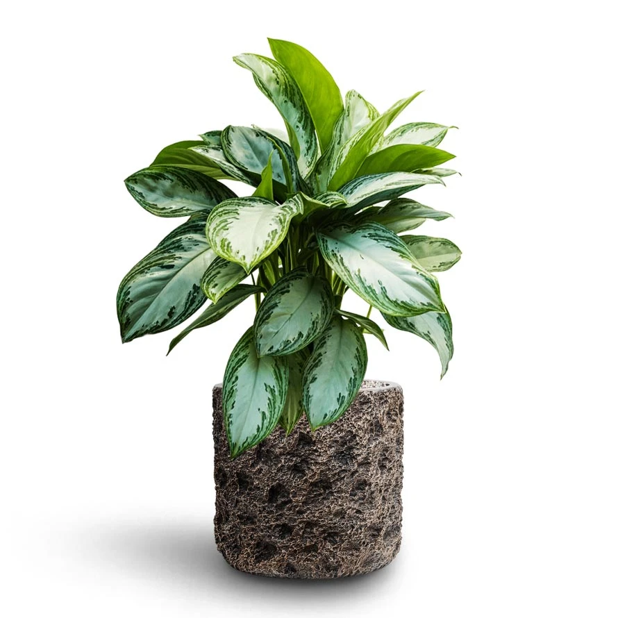Luxe Lite Moon Cylinder Planter - Bronze 6 Luxe Lite Moon Cylinder Planter - Bronze - Image 6