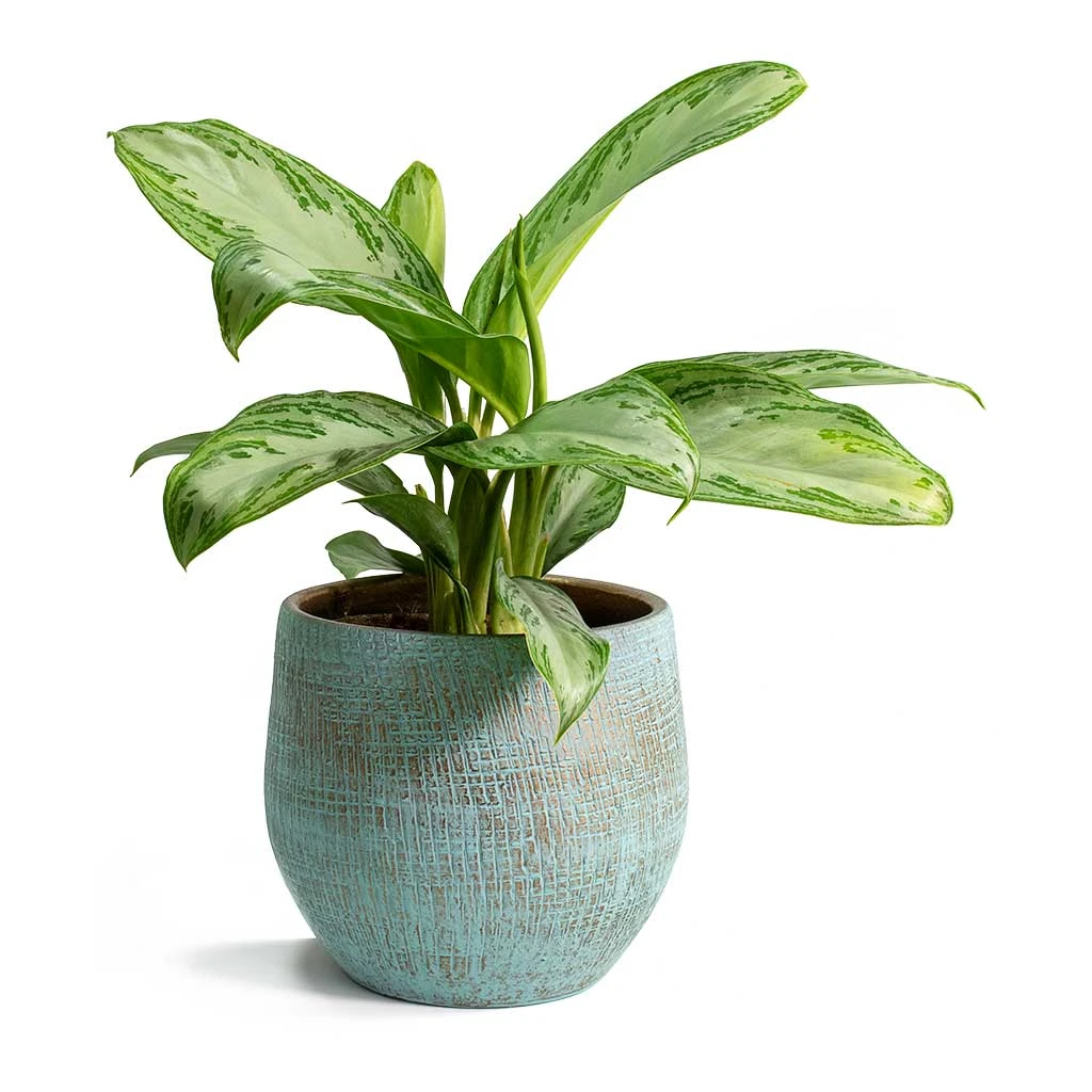 Aglaonema Silver Bay - Chinese Evergreen 10 Aglaonema Silver Bay - Chinese Evergreen - Image 10