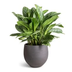 Mini Orb Kevan Plant Pot - Black Washed -PlantVibe Shop Aglaonema Stripes Chinese Evergreen 30x80cm Mini Orb Kevan Plant Pot Black Washed 39x35cm fae8348e e067 44c4 a8e0 73ac5d9ecf65