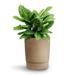 Chao Plant Pot - Concrete -PlantVibe Shop Aglaonema Stripes Chinese Evergreen Hydroculture Chao Plant Pot Concrete a5a1b611 de8d 4d26 ad3a 6afbb53e4973